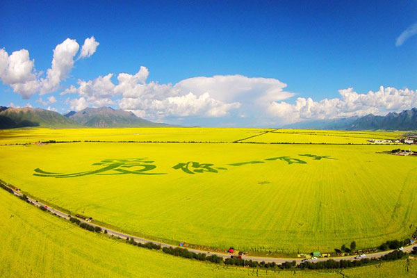 门源油菜花海